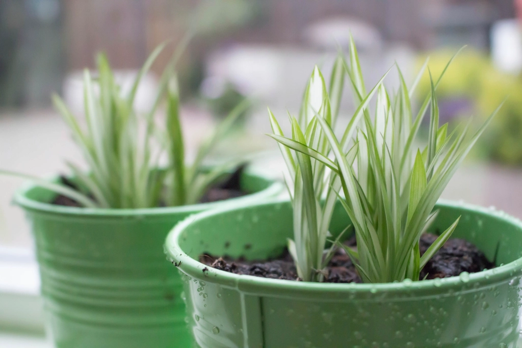 Two young spider plants growing in green pots