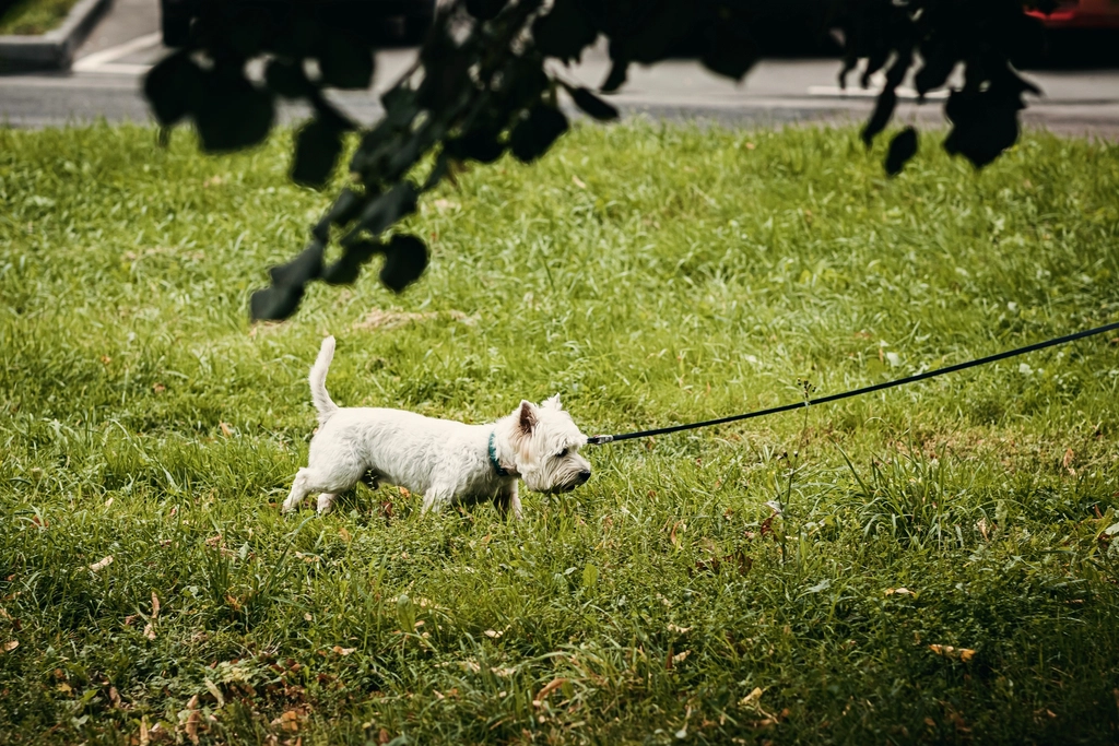 A small white terrier on a leash sniffing the grass in a park
